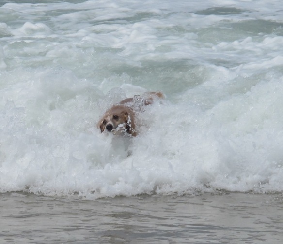Yes, my whippet even enjoys body surfing!